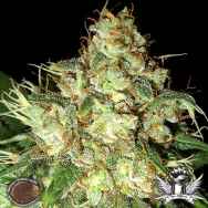 Emerald Triangle Seeds Bubba Cheese AUTO